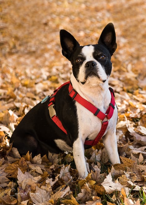 A portrait of Kenzie, the Boston Terrier, in the autumn leaves. 