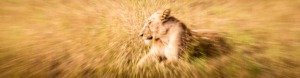 Photo of a lion in Africa, taken while spinning the lens