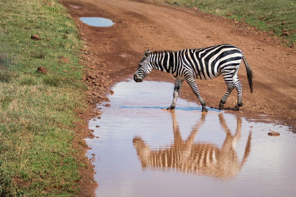 Photo of a Plains Zebra in Africa
