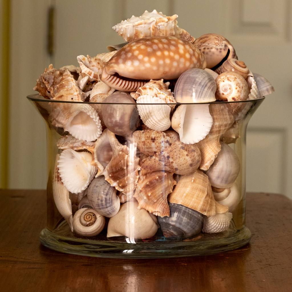 low-light photo of sea shells