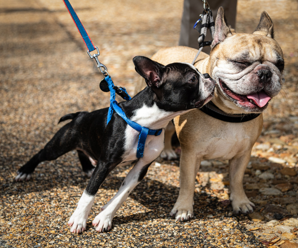Boston Terrier Puppy Giving Kiss to a French Bulldog