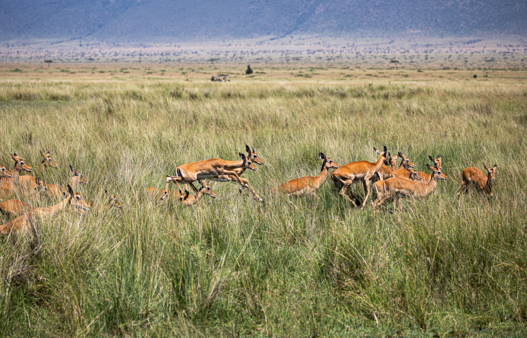 heard of female impala leaping in Masai Mara