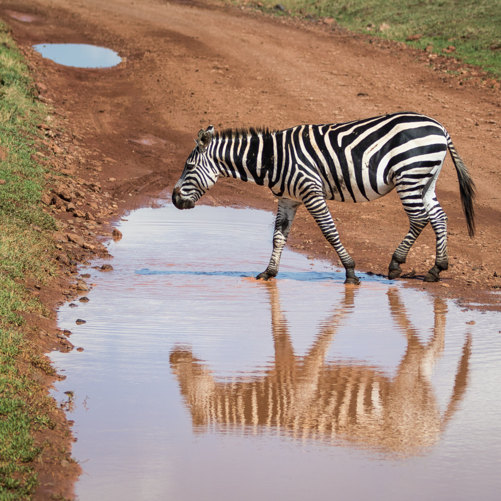 you can improve your photography with patience by waiting for a zebra to cross the puddle