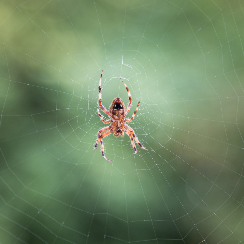 Macro shot of the Underside of a Cross Spider on Her Web