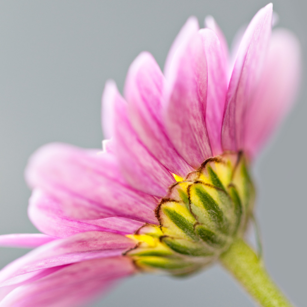pink Flower photo