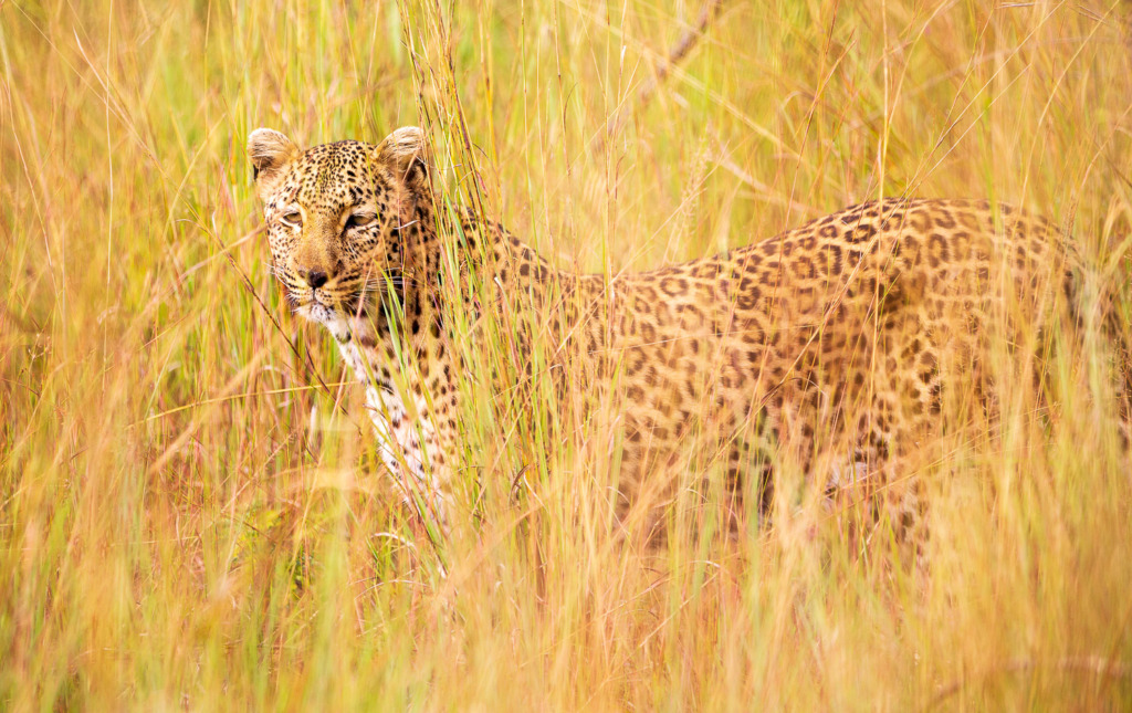 Watchful Leopard in Grass