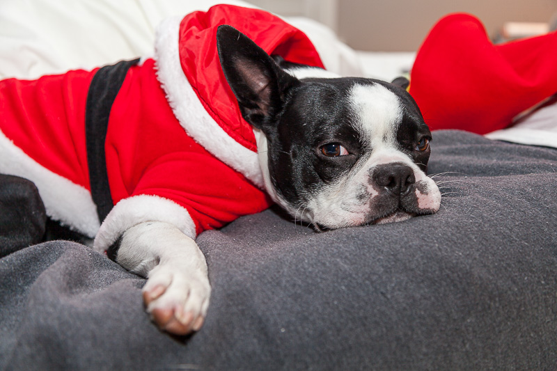 bored Boston Terrier in Santa Suit