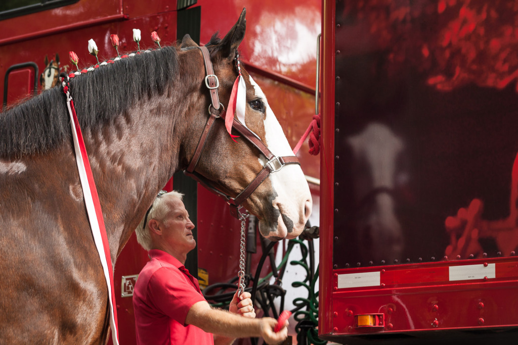 Budweiser Clydesdale and his reflection