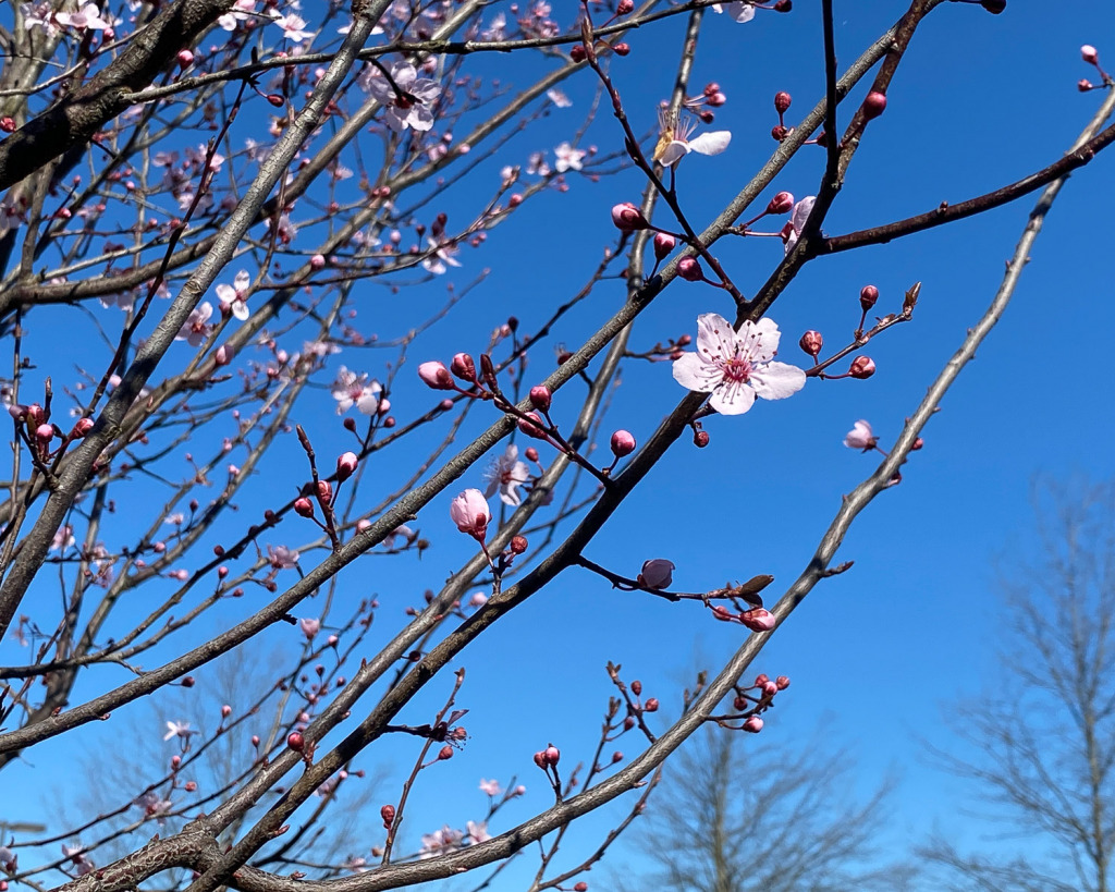 single cherry blossom flower blooming in the winter
