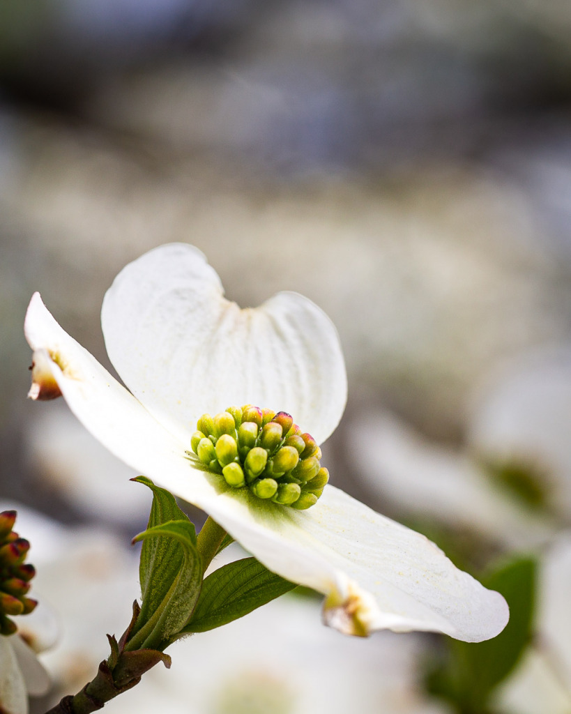 A dogwood blossom in spring