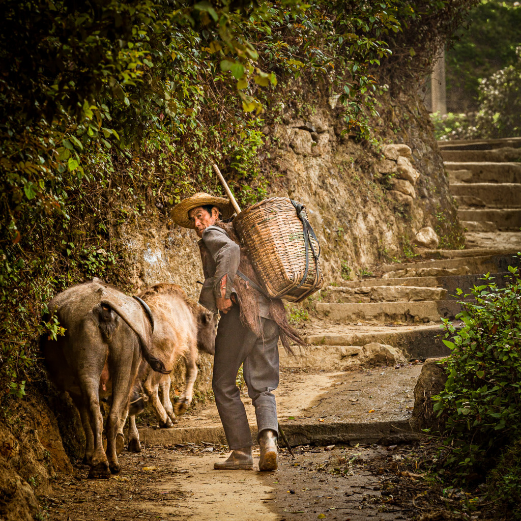 An old man with a basket on his back herds 2 water buffalo along a path in Yuanyang.