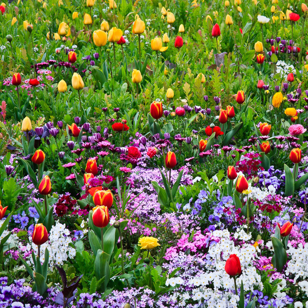 Spring flowers and bulbs bloom in profusion in a garden in Seoul, South Korea.