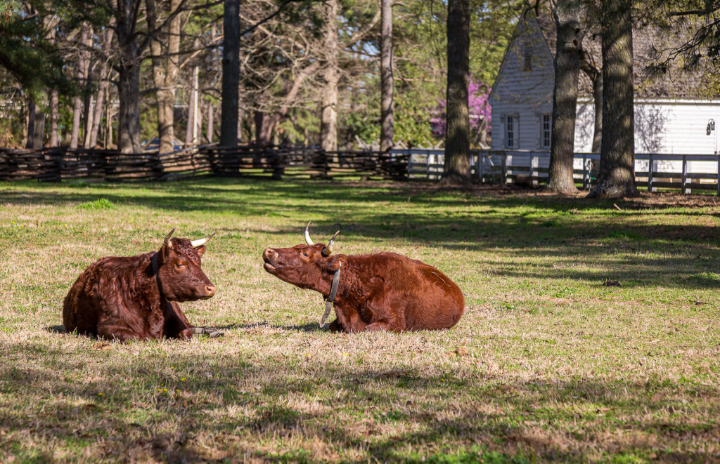 You'll see American Milking Devons on your spring visit to Colonial Williamsburg