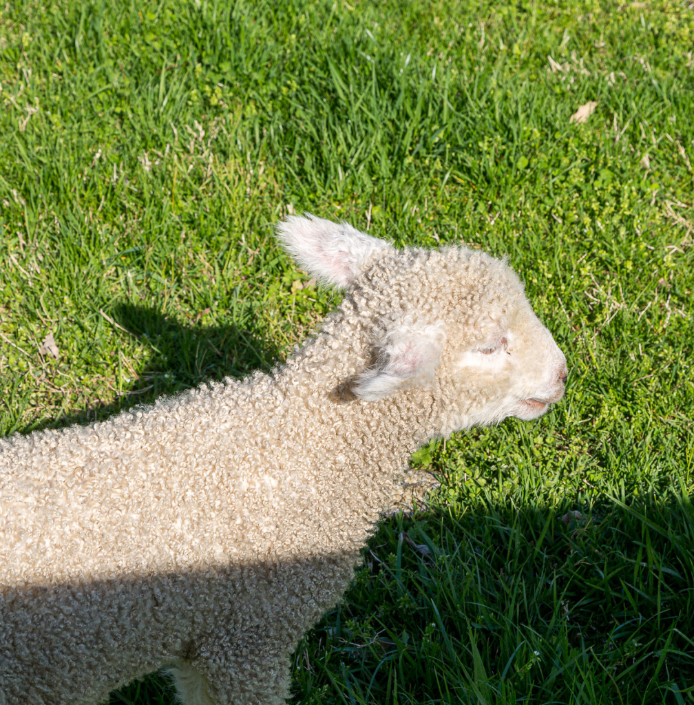 you'll see a Leicester Longwool Lamb on your spring visit to Colonial Williamsburg