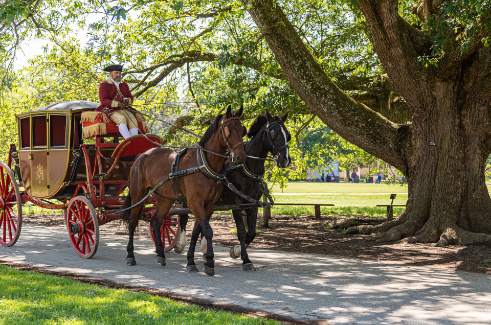Carriage and Horses Next to Compton Oak in Colonial Williamsburg