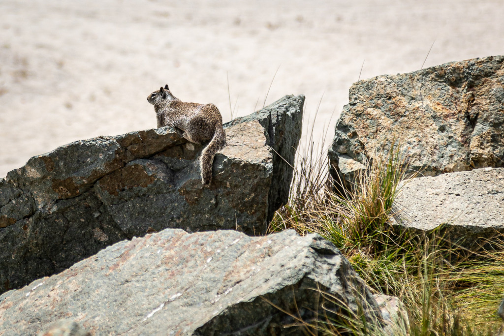 set your camera to Aperture Mode to isolate the Rock Squirrel