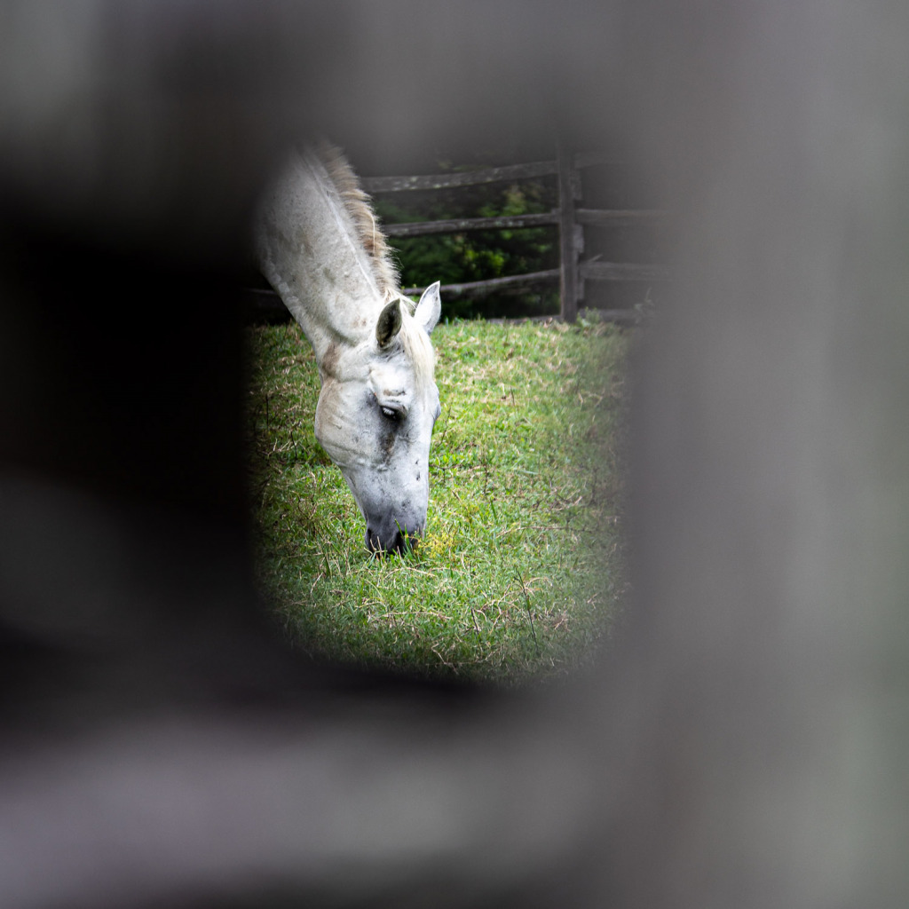 set your camera to Aperture Mode to isolate the horse from the fence