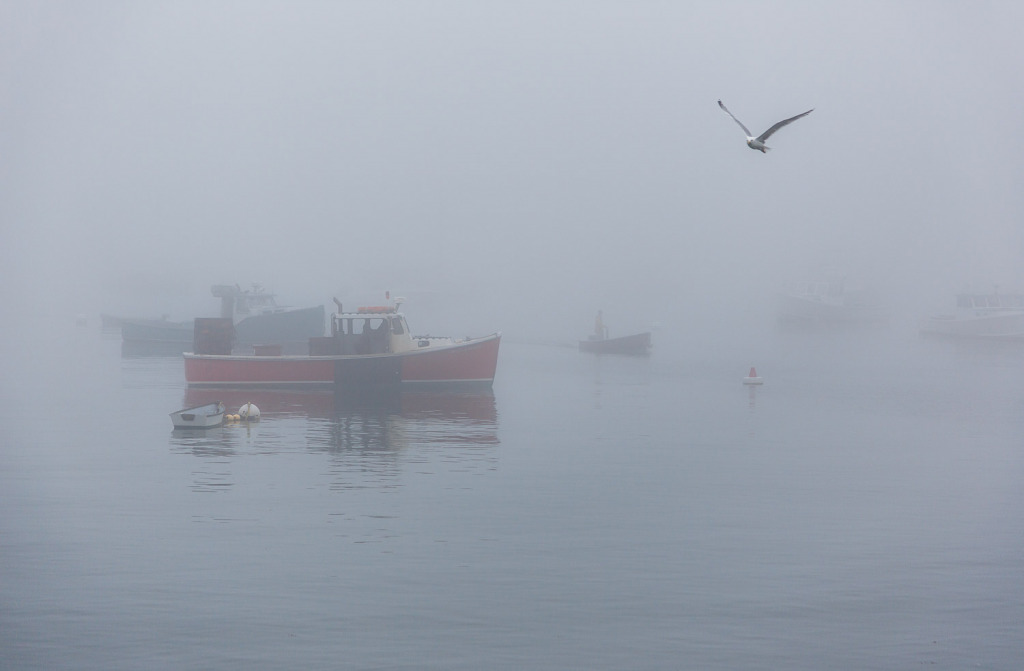 A seagull flies above boats floating in the harbor in Rockport, Maine, early on a foggy day.