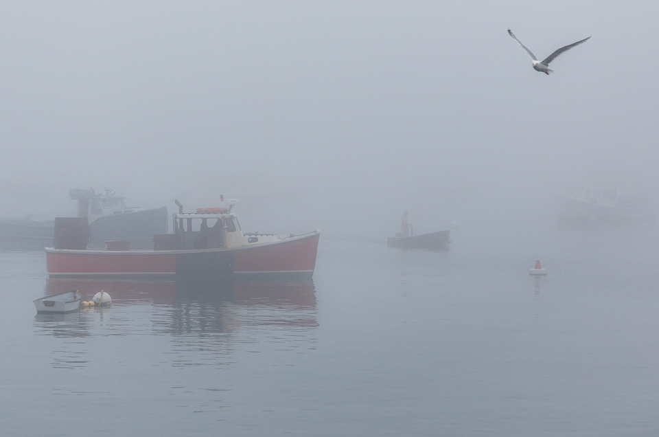 A seagull flies by boats floating in the harbor in Rockport, Maine, early on a foggy day.