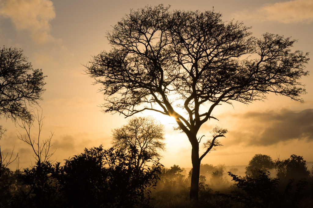a practical reason for using aperture mode is to control the light hitting the camera sensor from the sun behind this silhouette of a tree in Africa