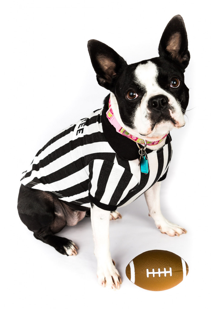 Boston Terrier in football referee shirt with a football