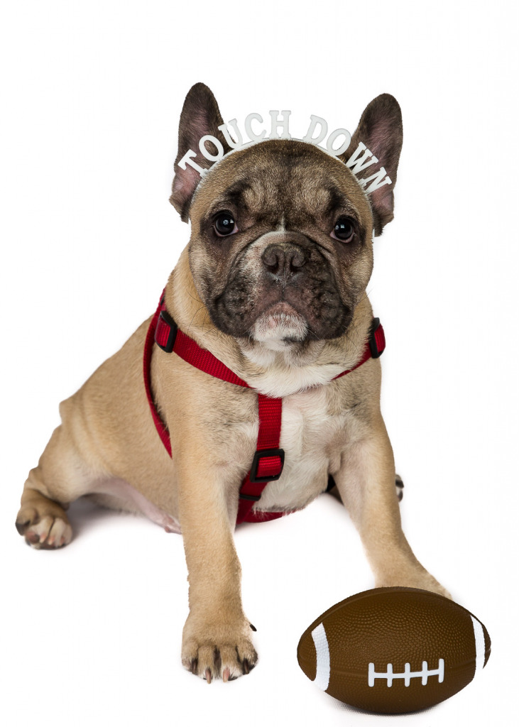 French Bulldog wearing a touchdown headband with a football