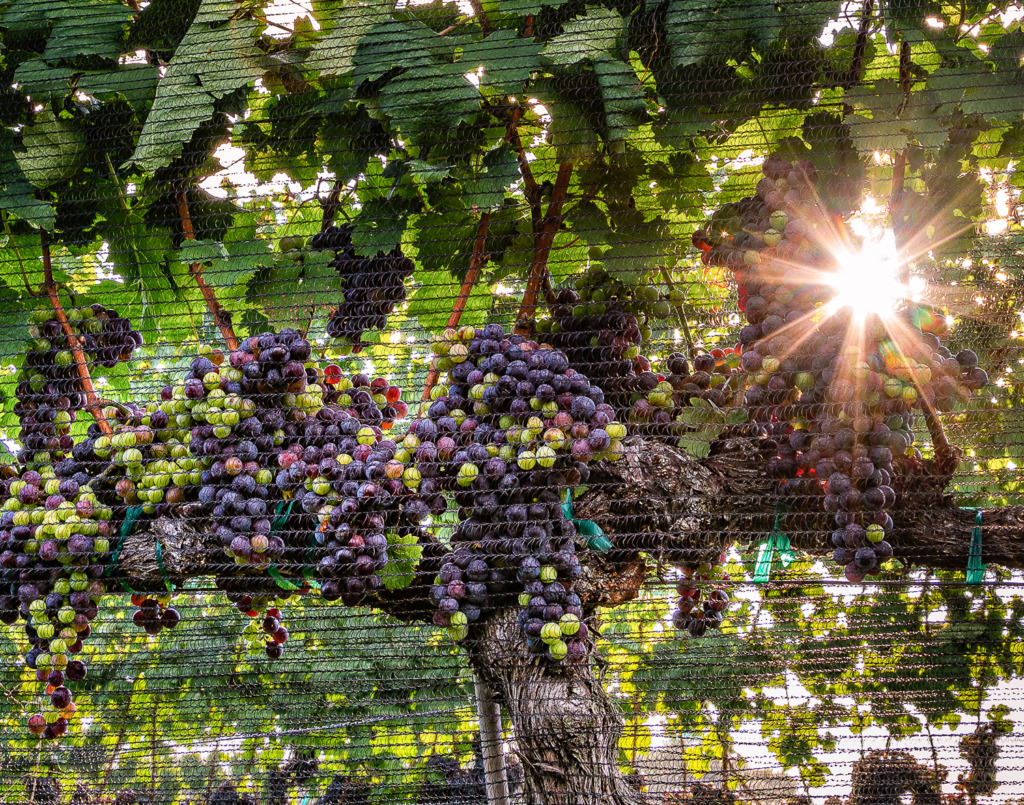 Backlit grapes on vine with a sunburst