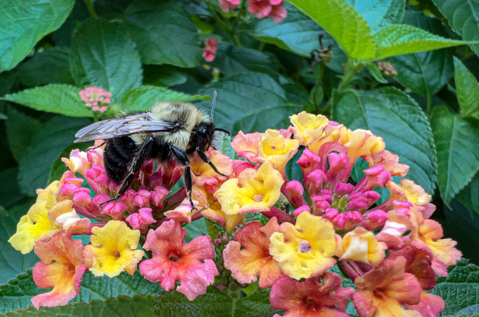 Macro Photo of Bumblebee on Lantana flower