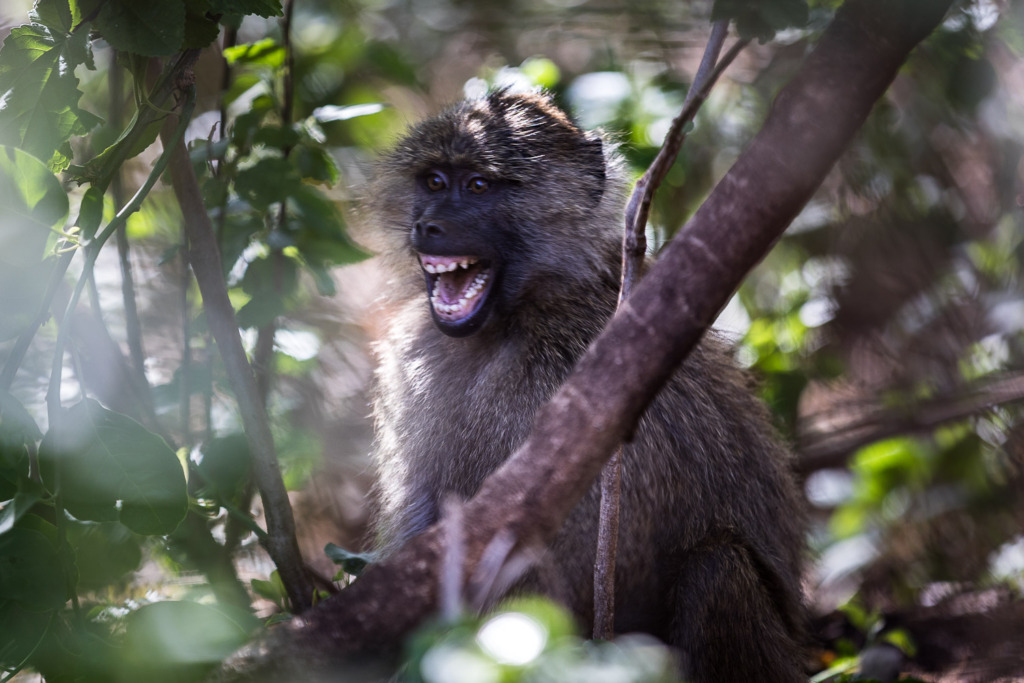 DSLR vs iPhone-a DSKLR will allow you to blur out the leaves when shooting a photo of a baboon in the tree