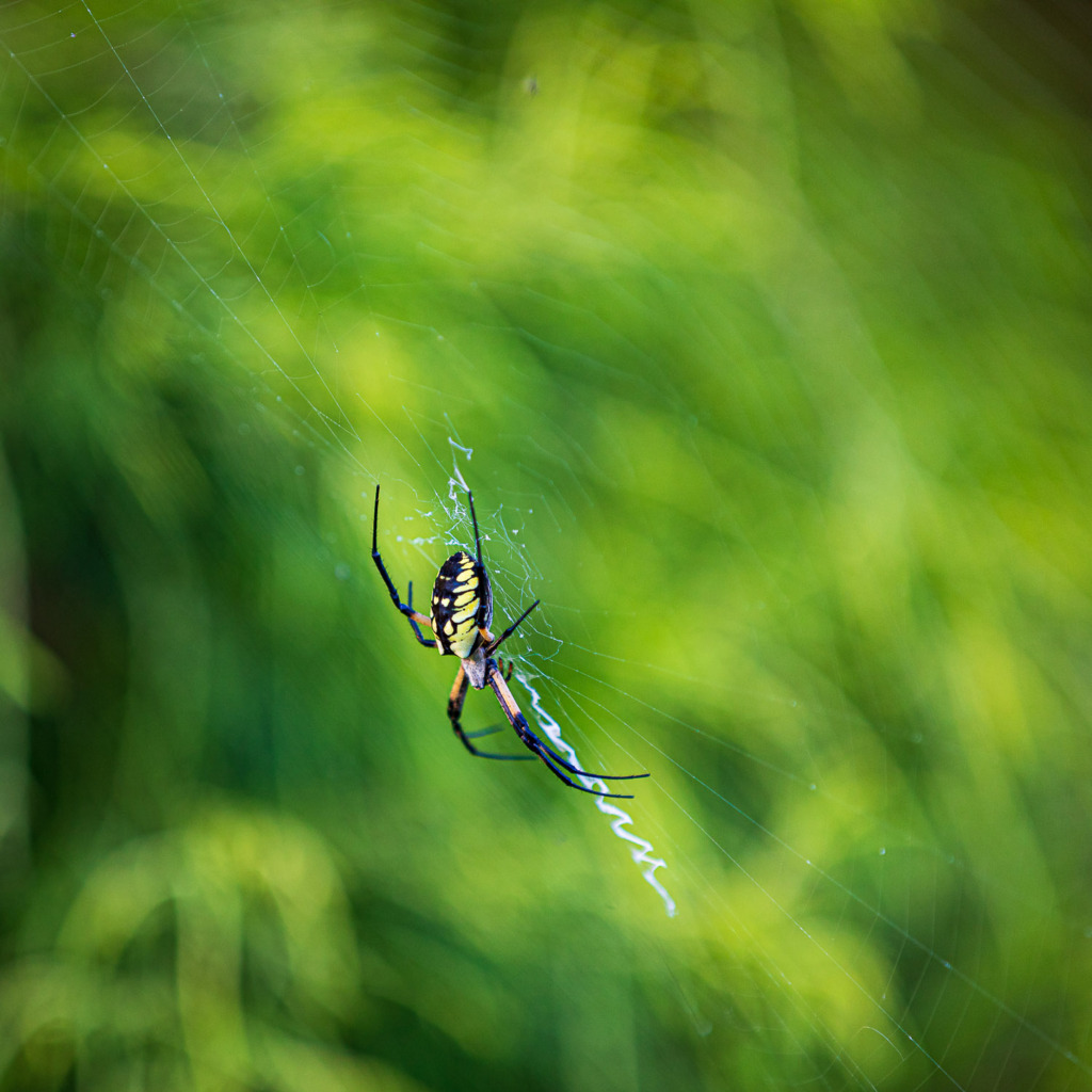 DSLR vs iPhone-an iPhone will have trouble focusing on a yellow Garden Spider on a web