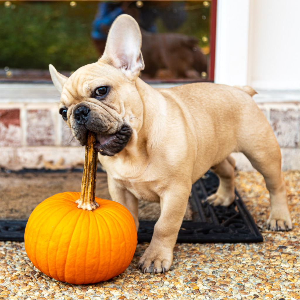 holiday photos of your family should include your puppy like this young French Bulldog chewing a pumpkin stem