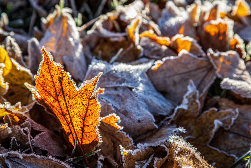 Maple Leaf Coated with Frost Crystals