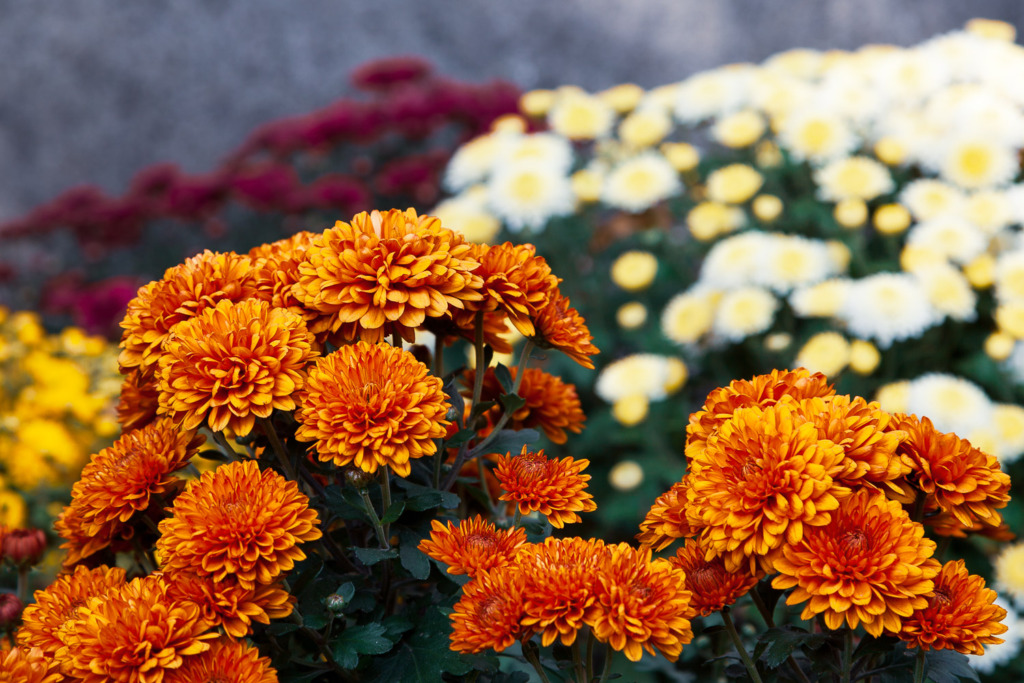 shooting fall colors of mums