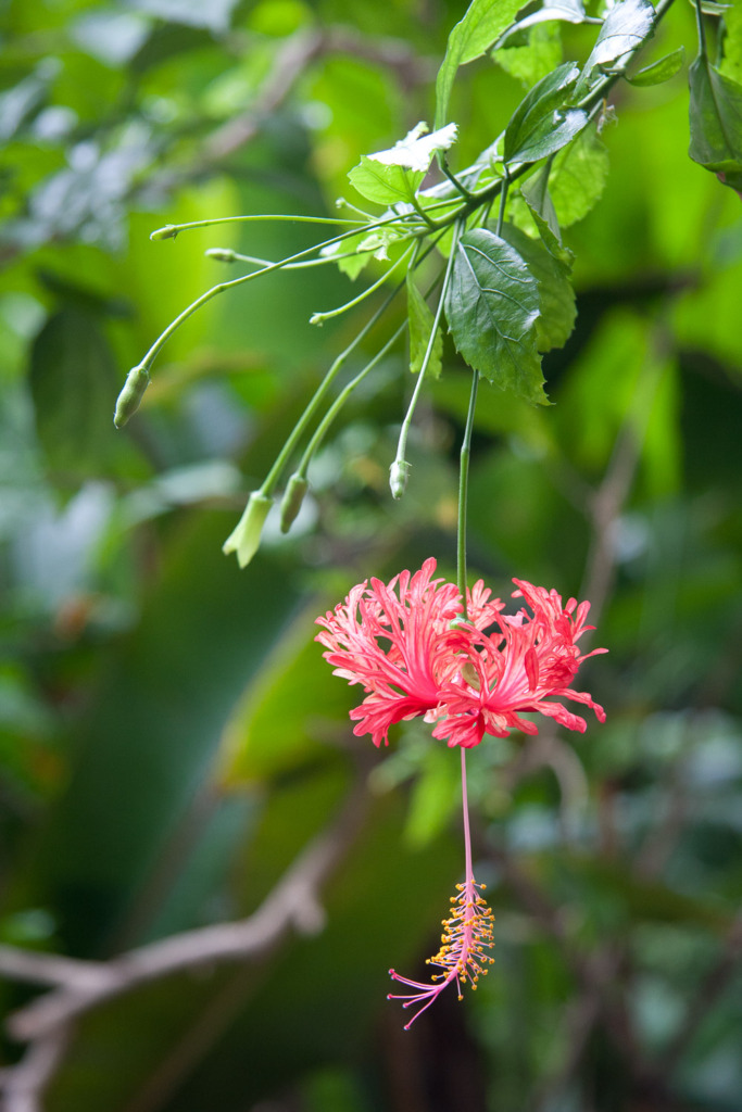 Spider Hibiscus plant