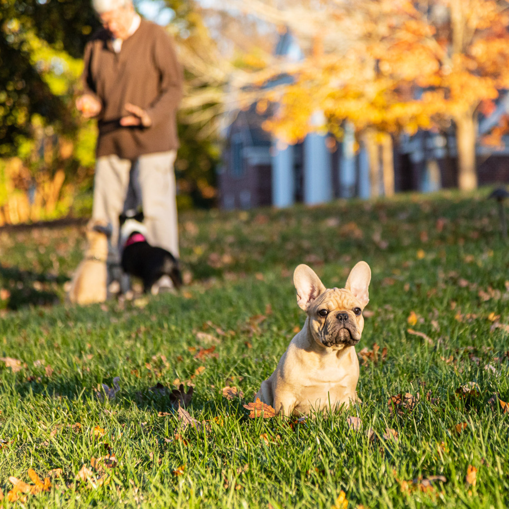 shooting fall colors of a French Bulldog and yellow trees