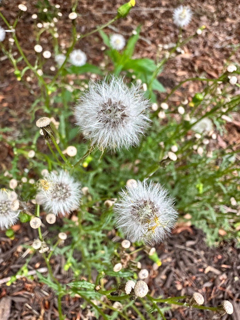 The Weather Channel app gives a pollen count, to help if you're allergic to groundsel, pictured in this photo.