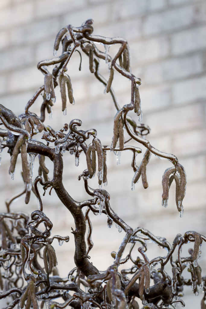 Photo of branches of a Harry Lauder's Walking Stick tree coated with ice in the winter.