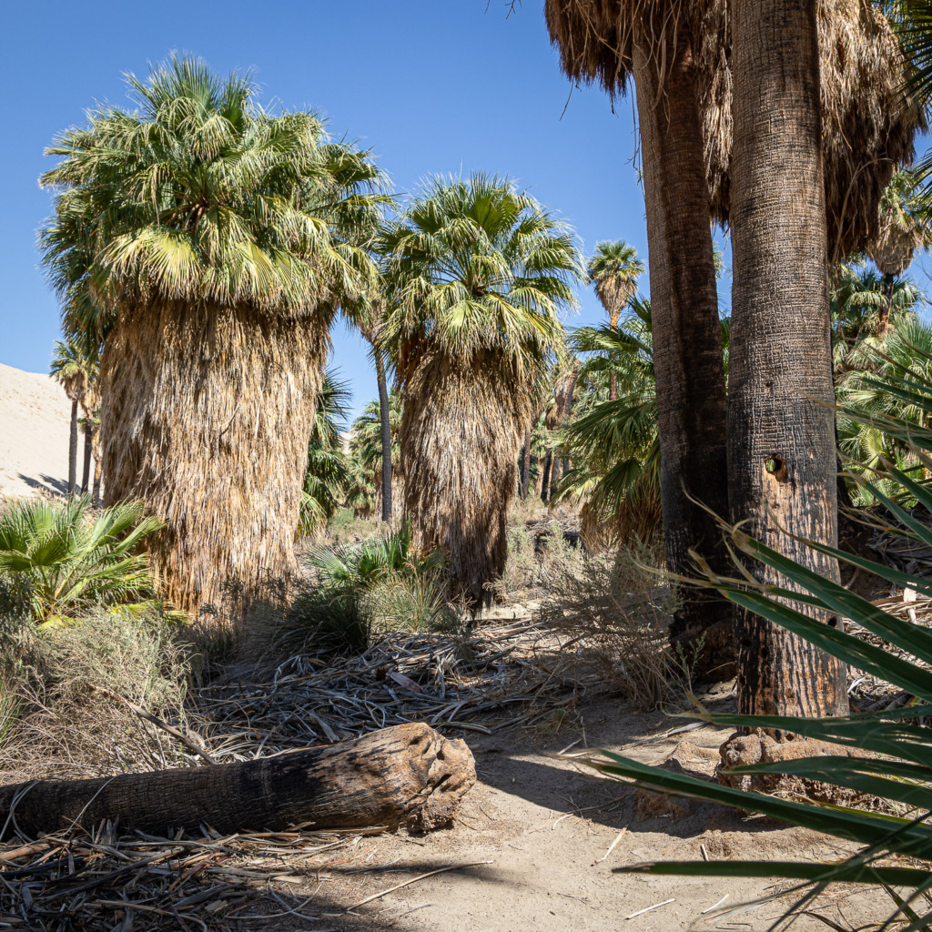 Photo of A Natural Palm Oasis in the San Andreas Fault Zone