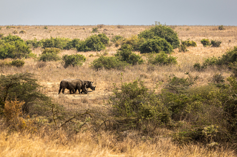 Panorama of 2 Black Rhinoceros in Nairobi