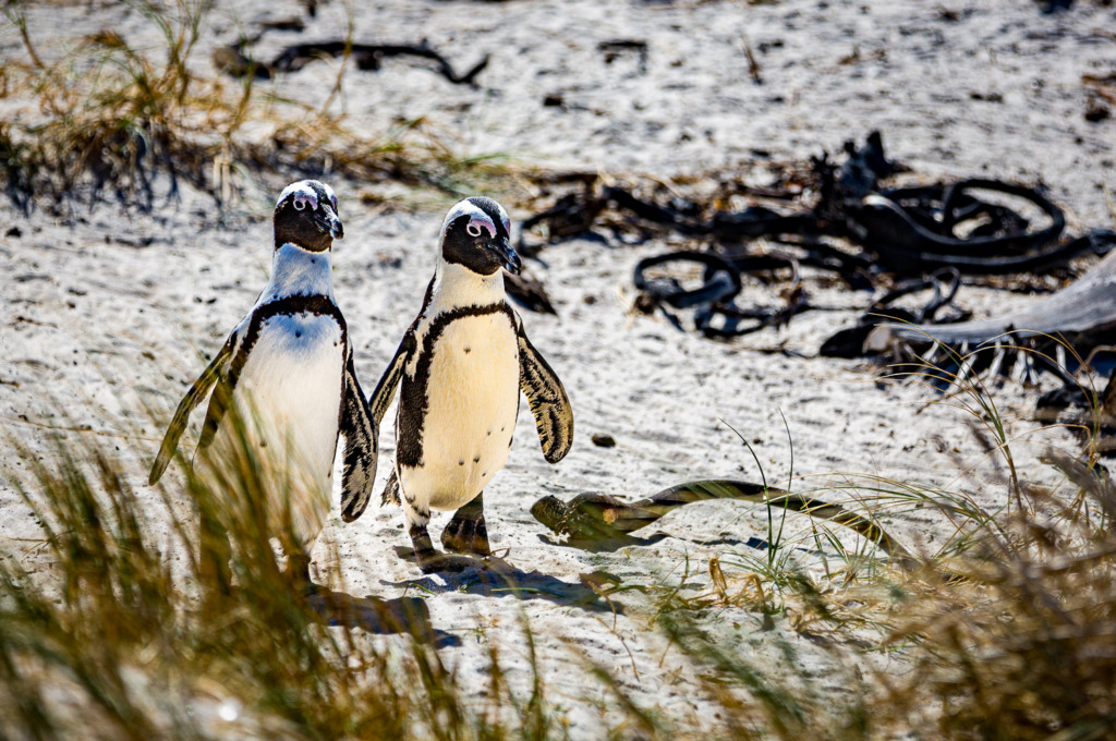 beach photos can include wildlife like these Two Penguins at Boulders Beach Penguin Colony