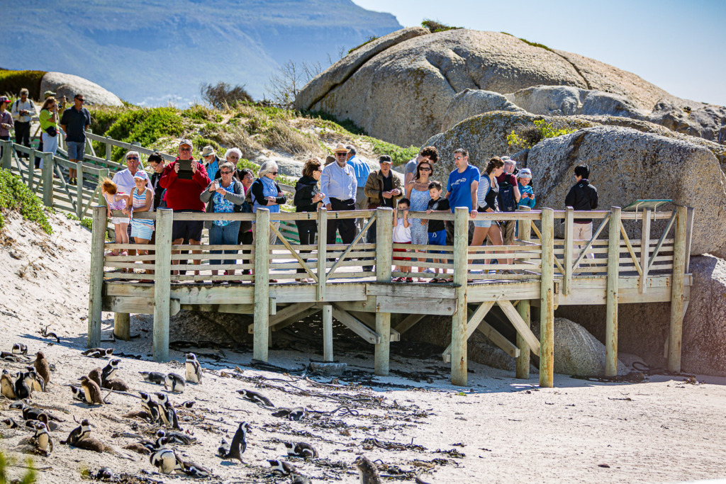 photo of people on Viewing Platform at Boulders Beach Penguin Colony