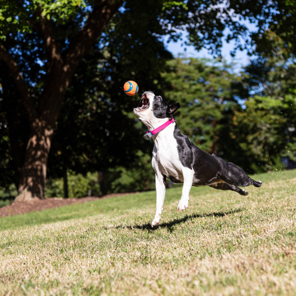 Photo of a Boston Terrier dog leaping for her ball and illustrating a shutter speed tip to use a fast shutter speed to freeze motion.