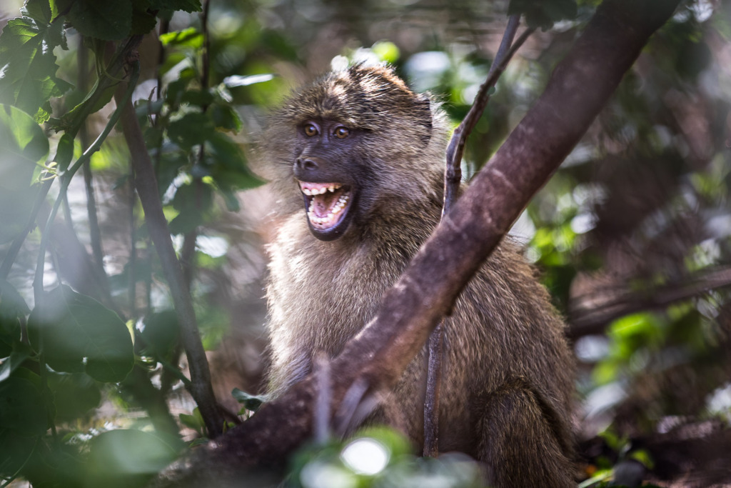 A young baboon, photographed through the leaves, at the gate to the Ngorongoro Crater in Tanzania.