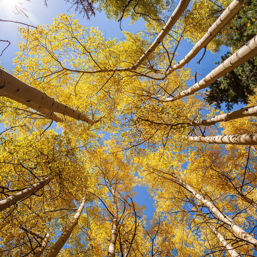 Aspen Trees with Golden Leaves Shot from Below, with Blue Sky Above and Sun Flare is included in one of the five photo tips.
