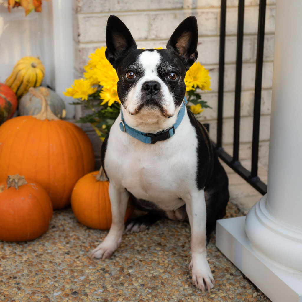 Fall Photo tip: include your Boston Terrier in a photo of Pumpkins and Yellow Mums