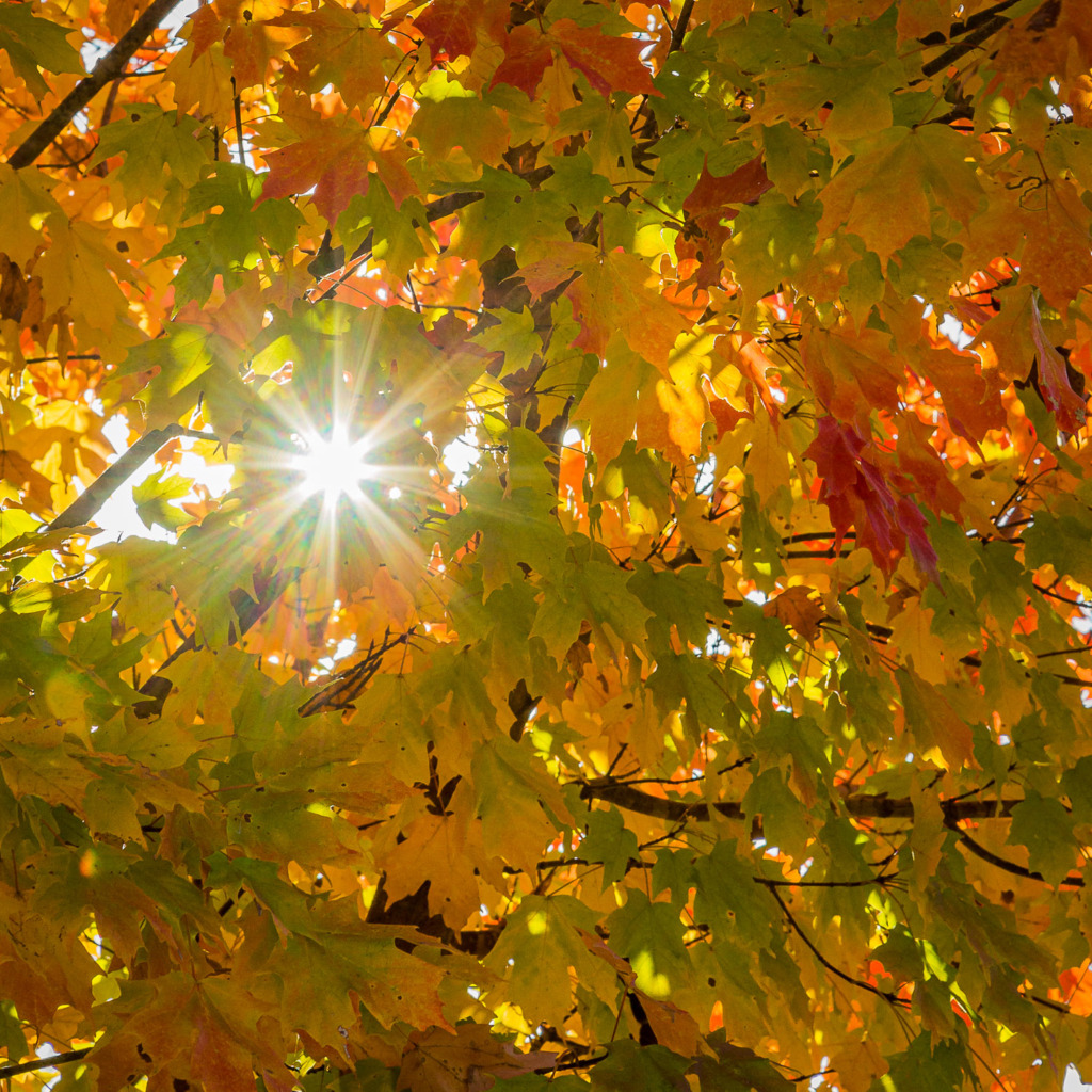 fall photo of colorful autumn leaves with a sunburst