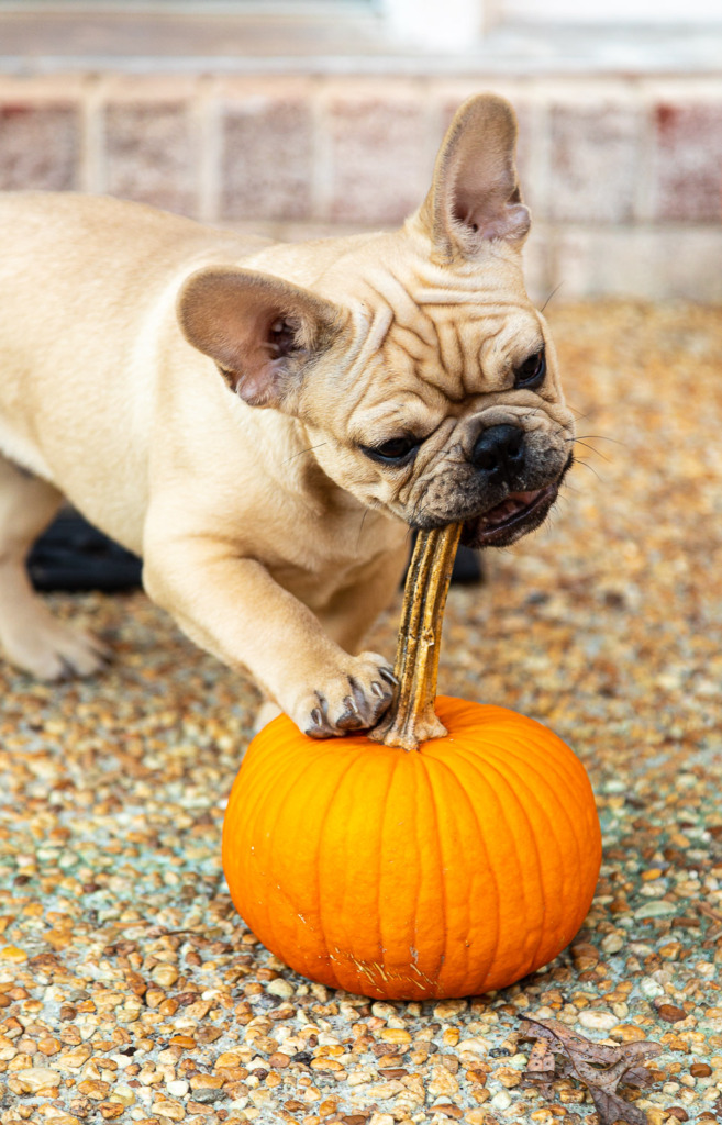 fall photo of a French bulldog chewing on the stem of a pumpkin