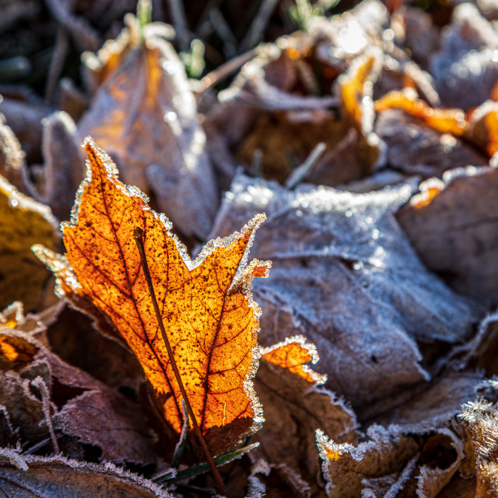 fall photo tip: look for details, like the veins of this maple leaf and the frost crystals along the edges of the leaf.