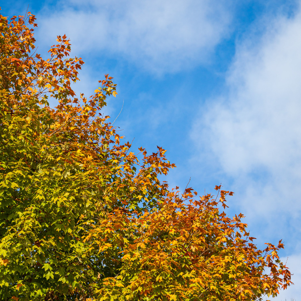 Orange Autumn Maple Leaves on a Tree Against a Blue Sky with Wispy Clouds and Copy Space