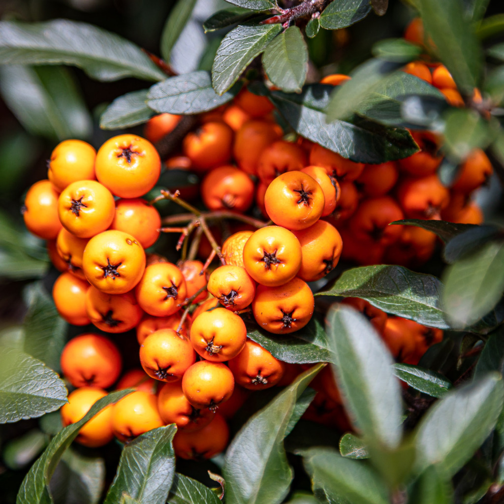 photo of Scarlet Pyracantha berries in the fall.